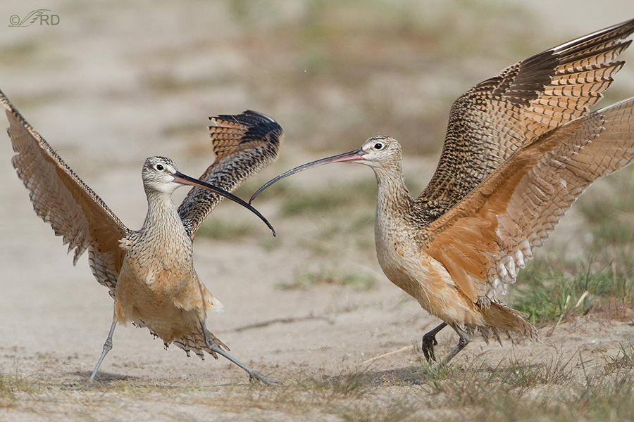 long-billed-curlews-1530