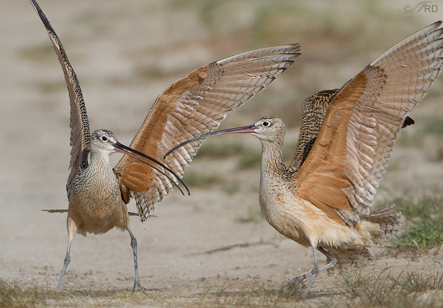 long-billed-curlews-1531