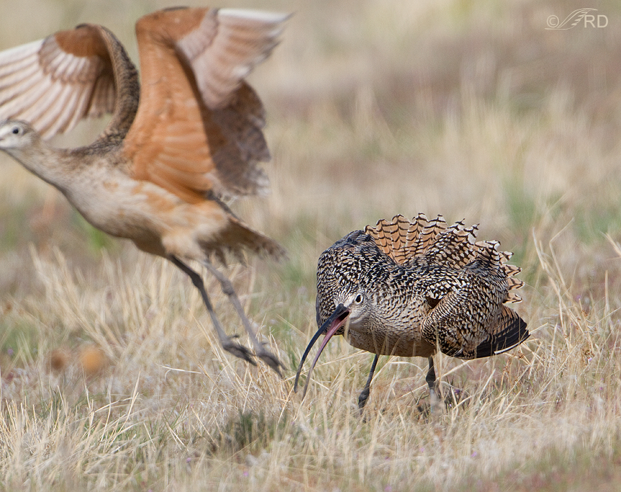 long-billed-curlews-1564