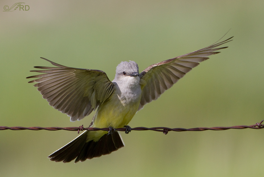 At Long Last – The Red Crown Patch Of The Western Kingbird – Feathered ...