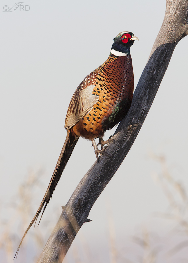 ring necked pheasant 4651 ron dudley