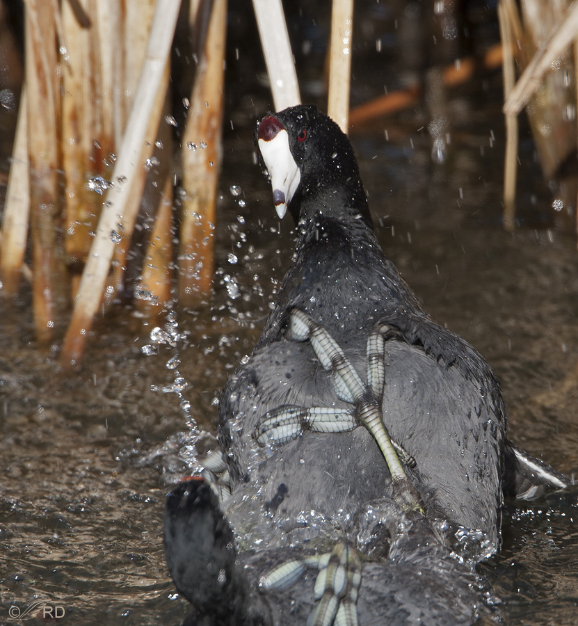 american coot 2428 ron dudley