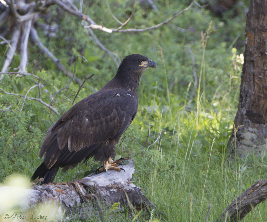 bald eagle 0320 juvenile ron dudley