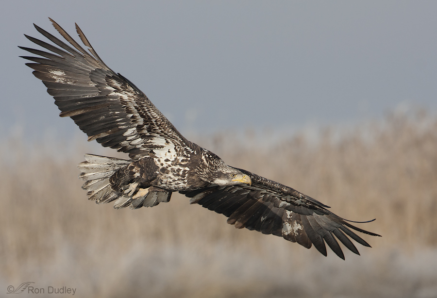 bald eagle 1297 ron dudley