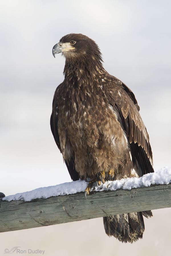 A Guide To Aging Bald Eagles And How To Distinguish Immature