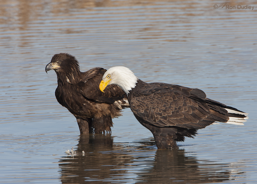 bald eagle 9847 ron dudley