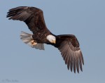 A Guide To Aging Bald Eagles « Feathered Photography