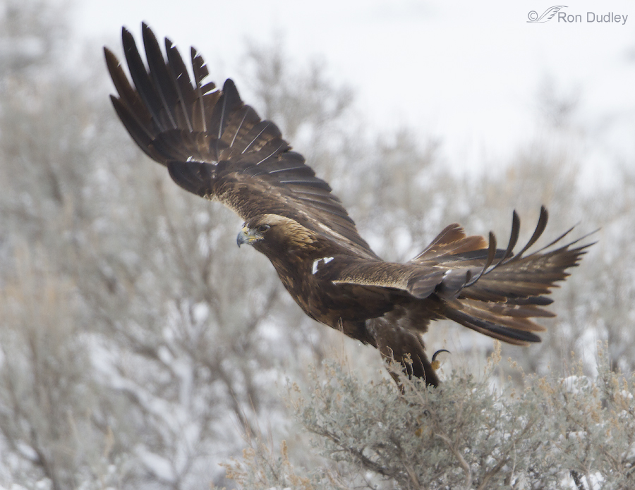 Birds Dealing With Snow And Cold – Feathered Photography