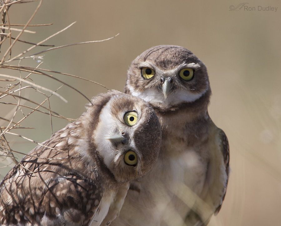 burrowing owl 9439 ron dudley