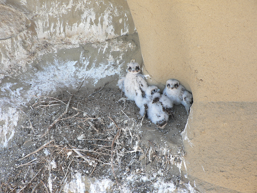 prairie falcon chicks