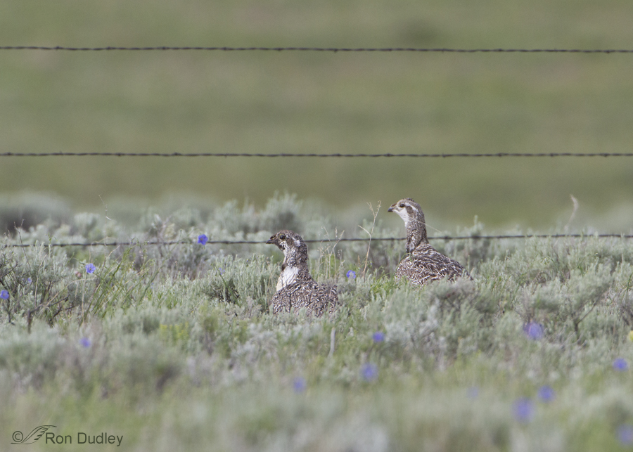 greater sage-grouse 8638 ron dudley