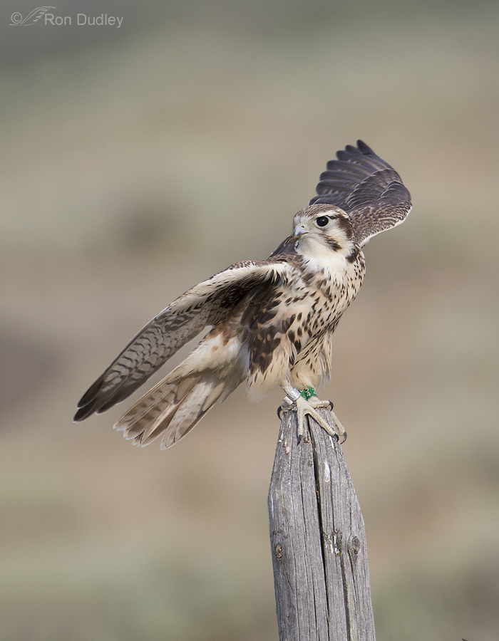 prairie falcon 4542 ron dudley