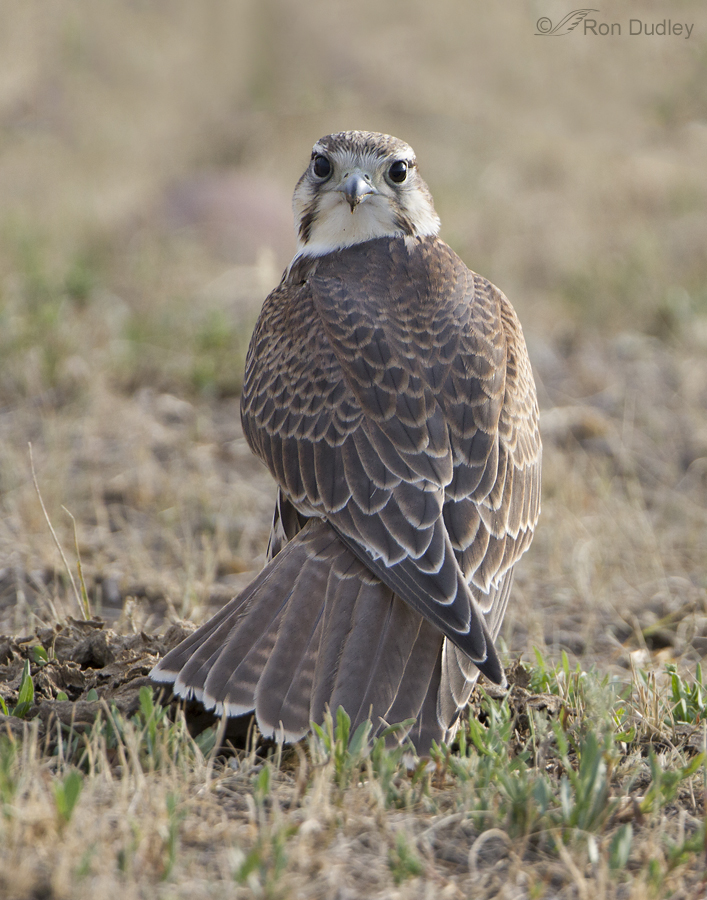 prairie falcon 4547 ron dudley