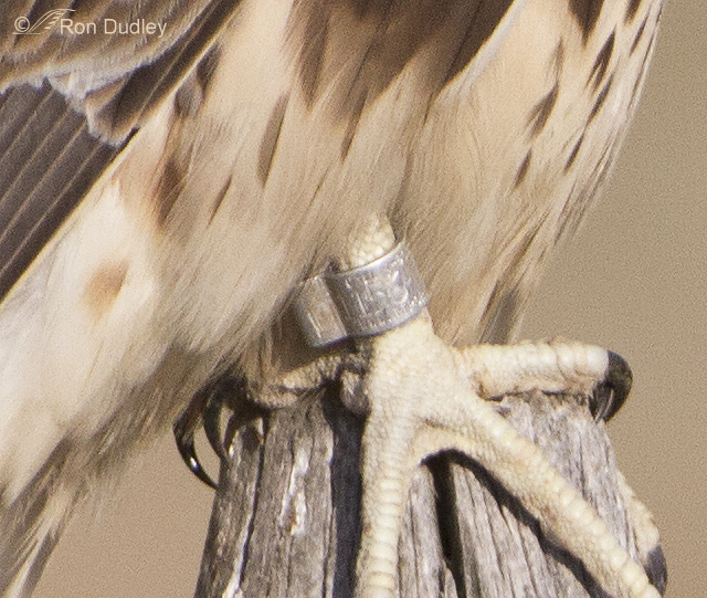 prairie falcon band 4500 ron dudley