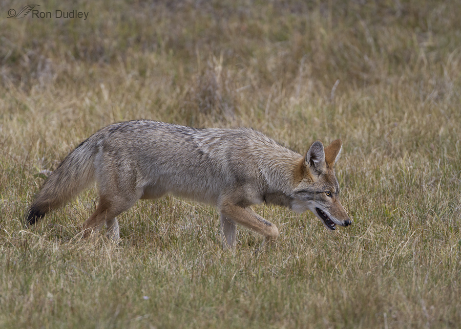 Productiviteit voor Staan voor A Montana Coyote On The Prowl – Feathered Photography