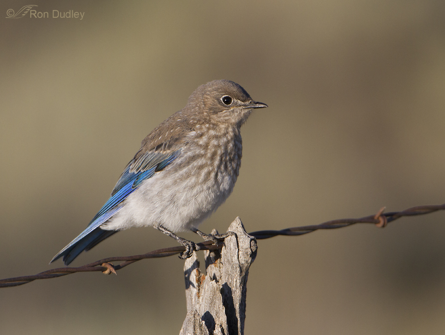 Blue Bird with Quirky Plumage - wide 6