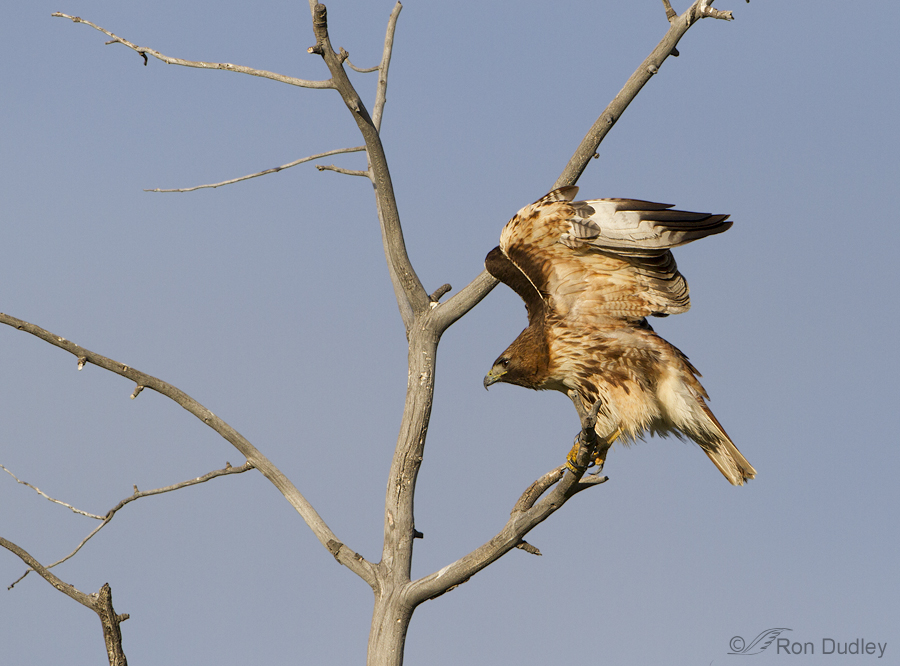 red-tailed hawk 6485 ron dudley