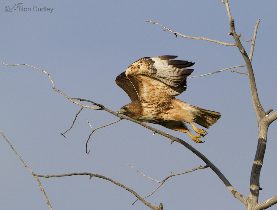 red-tailed hawk 6496 ron dudley