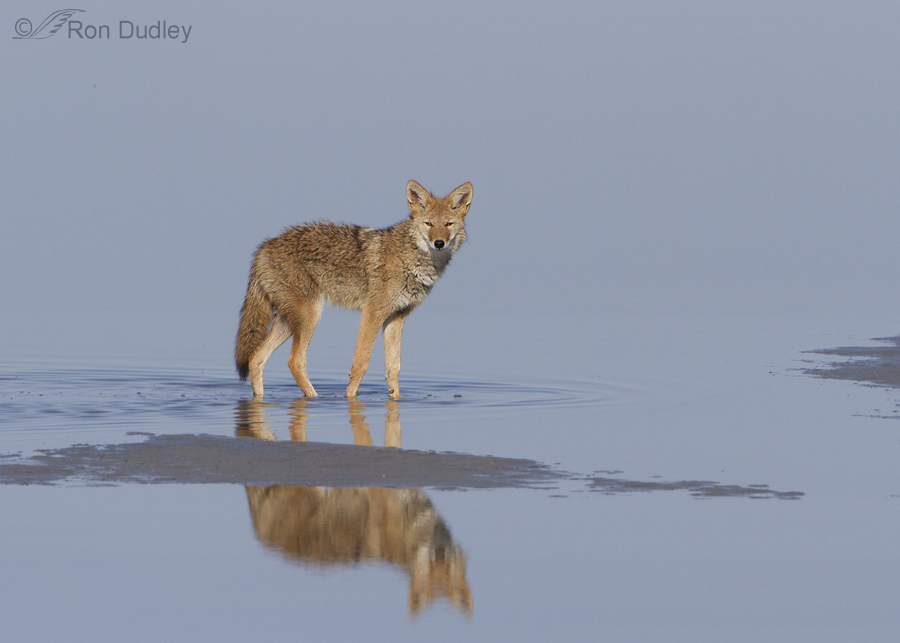 coyote 1787 ron dudley