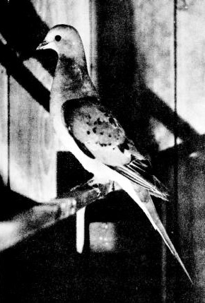 Live Passenger Pigeon in 1896, kept by C.O. Whitman