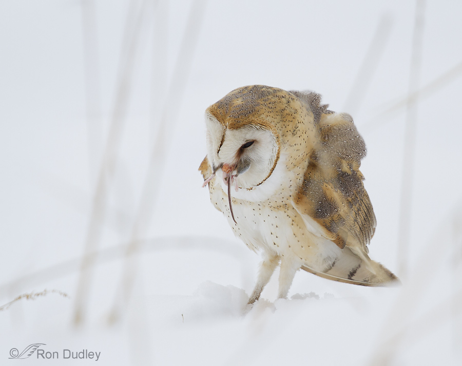barn owl 8313 ron dudley