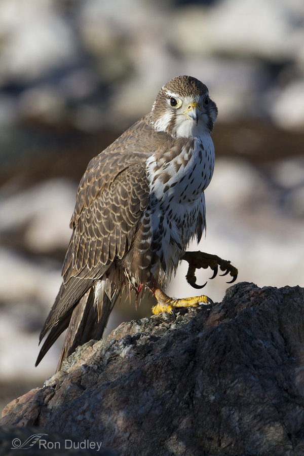 prairie falcon 8097 ron dudley