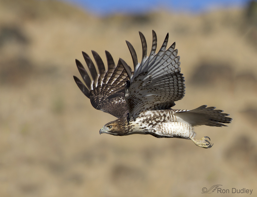 red-tailed hawk 5064b ron dudley