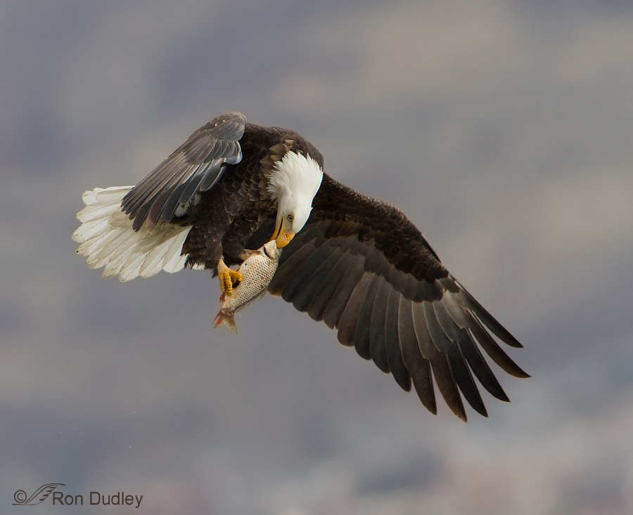 bald eagle 4372b new copyright ron dudley