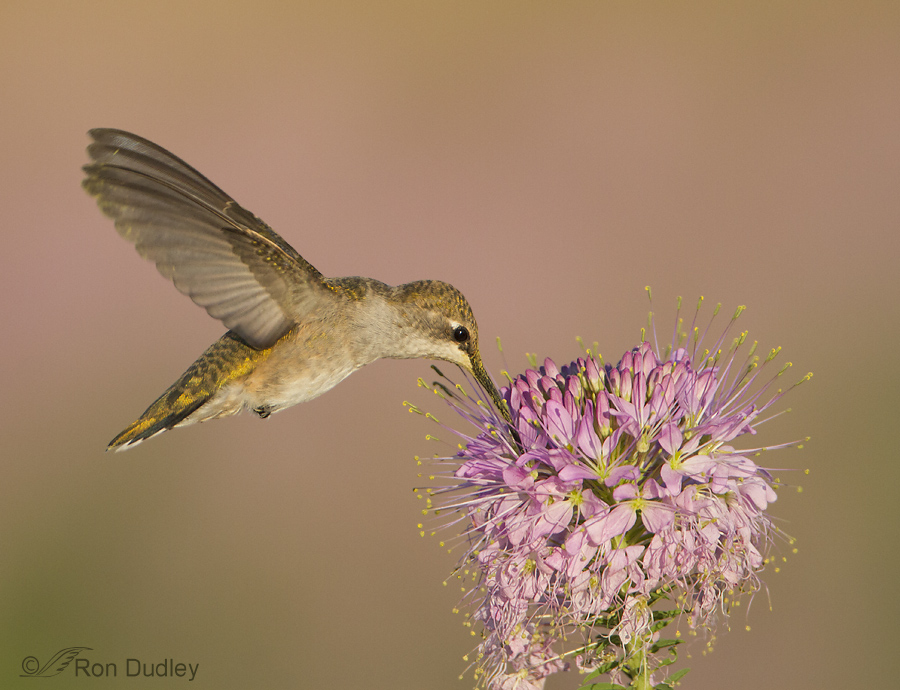 hummingbird 7880 ron dudley