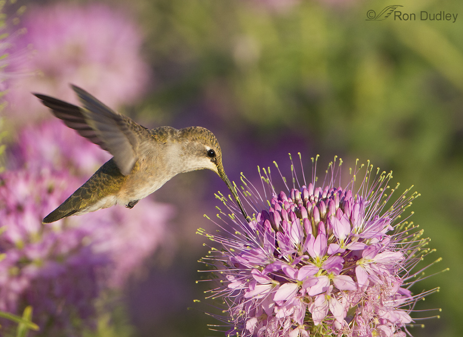 hummingbird 7914 ron dudley