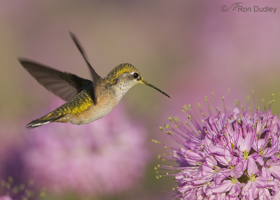hummingbird 7984 ron dudley