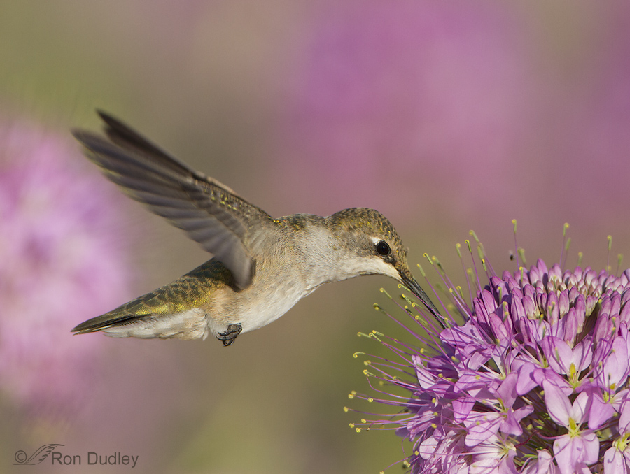 hummingbird 8010 ron dudley