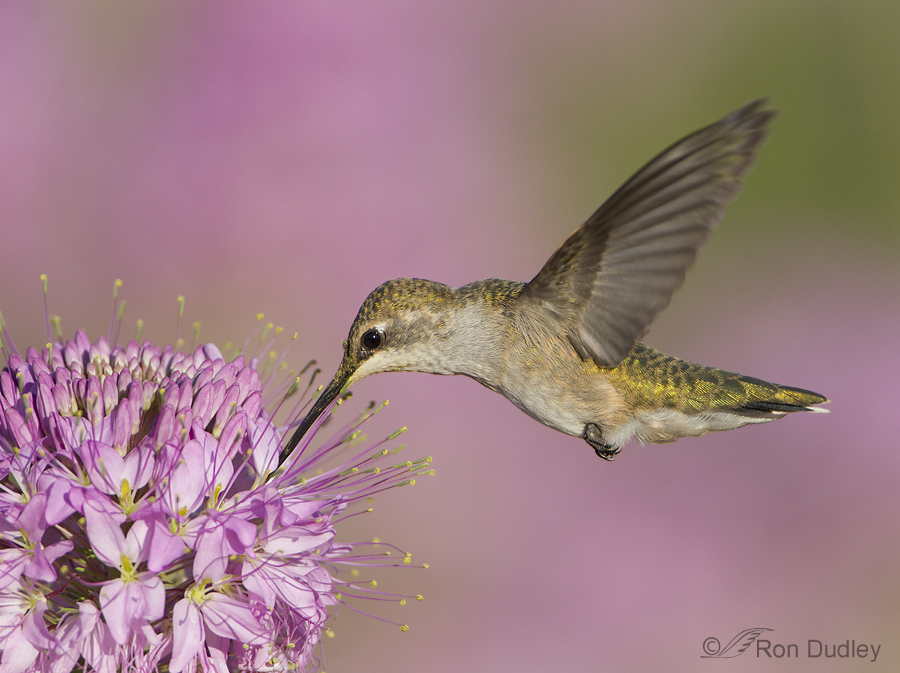hummingbird 8026 ron dudley