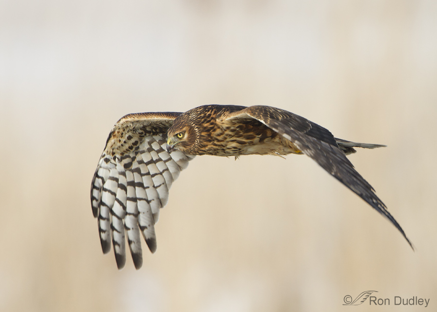 northern harrier 1277 ron dudley