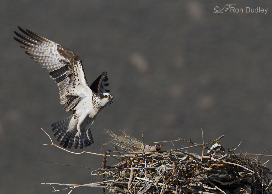Falcon attacks an Osprey with a fish on its talons 