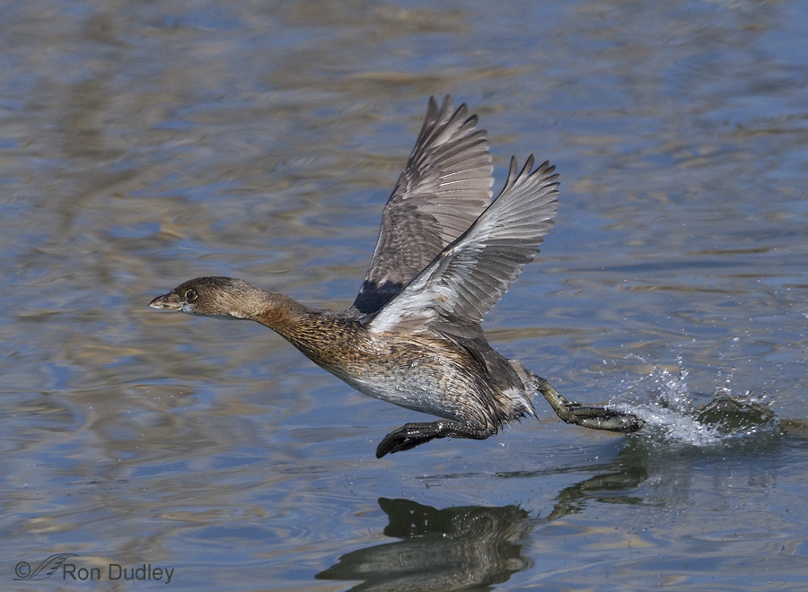 pied-billed grebe 1365 ron dudley