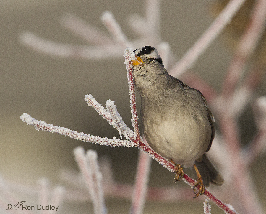 white-crowned sparroow 0106 ron dudley