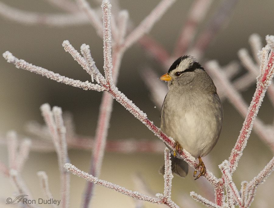 white-crowned sparrow 0044 ron dudley