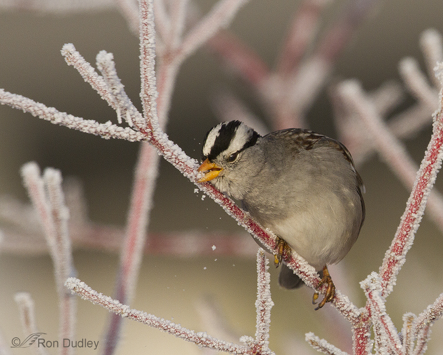 white-crowned sparrow 0047 ron dudley