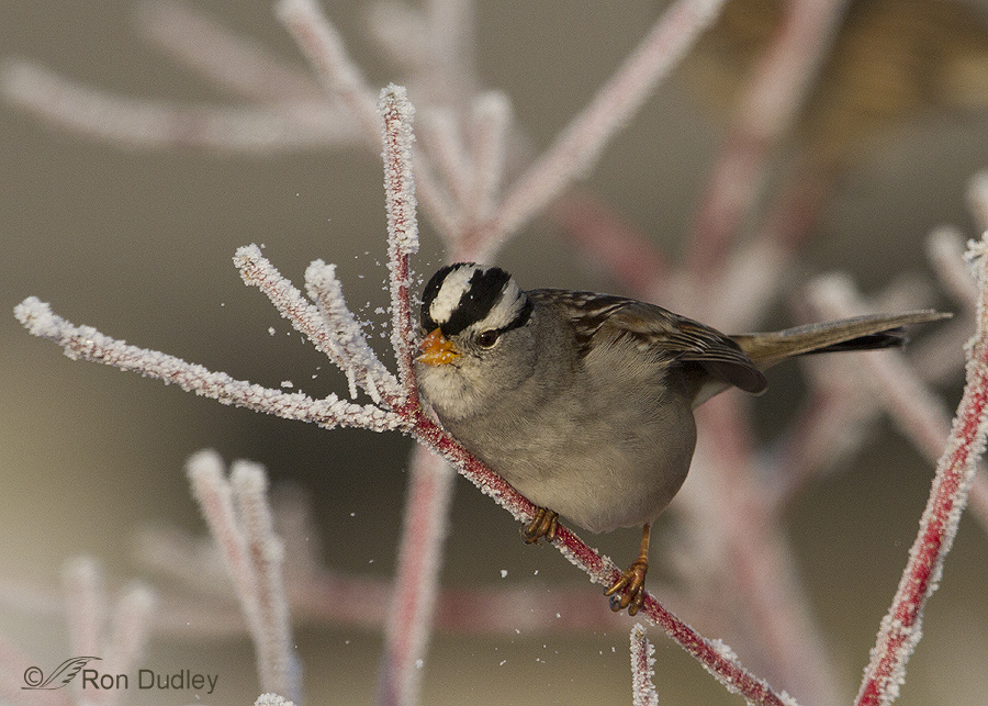 white-crowned sparrow 0083 ron dudley