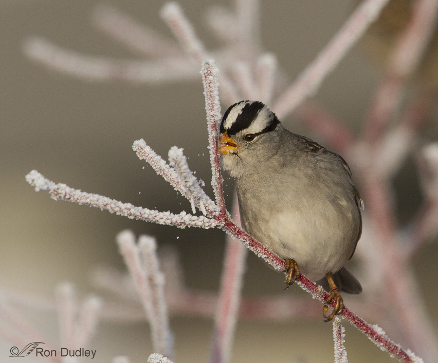 white-crowned sparrow 0094 ron dudley