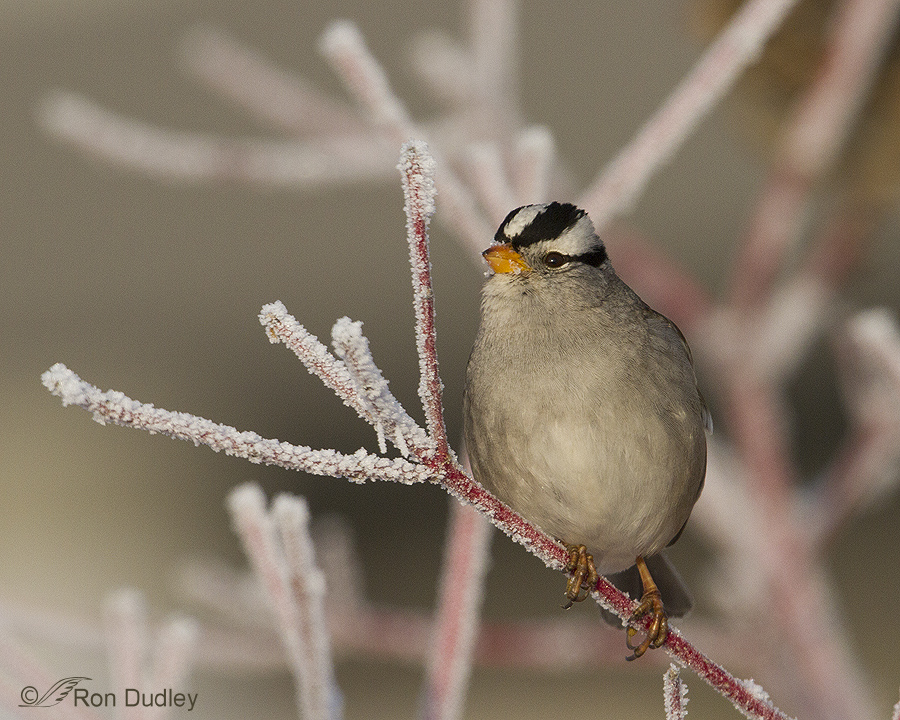 white-crowned sparrow 0105 ron dudley