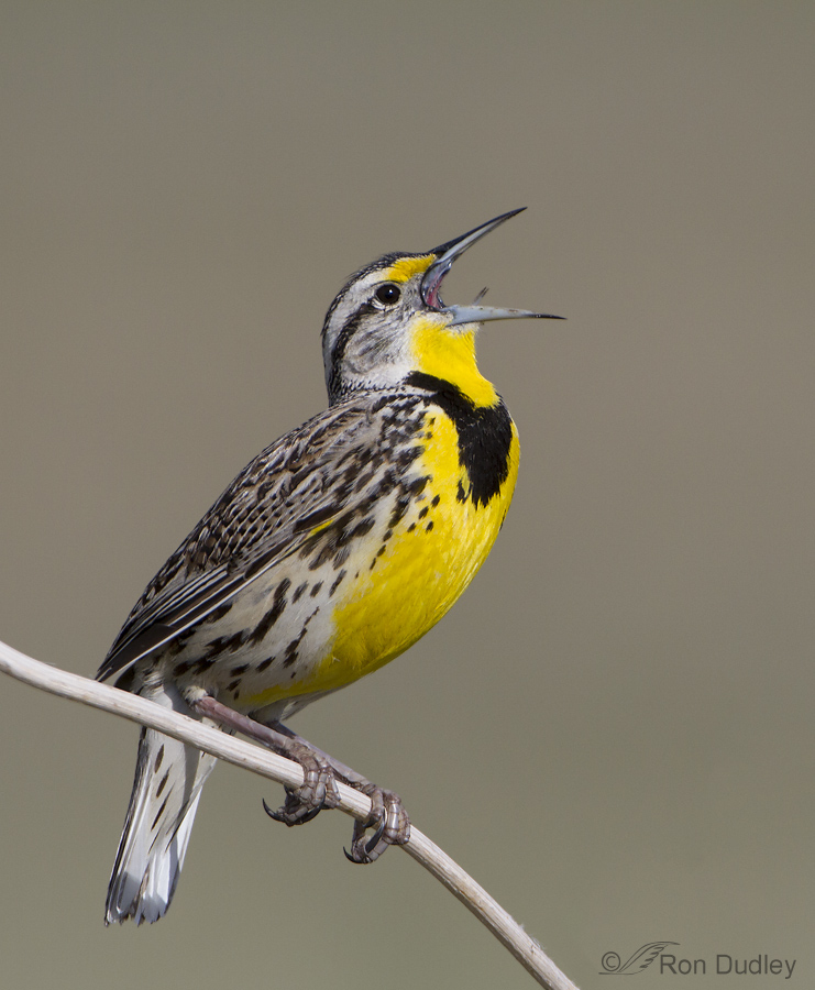 western meadowlark 2592 ron dudley