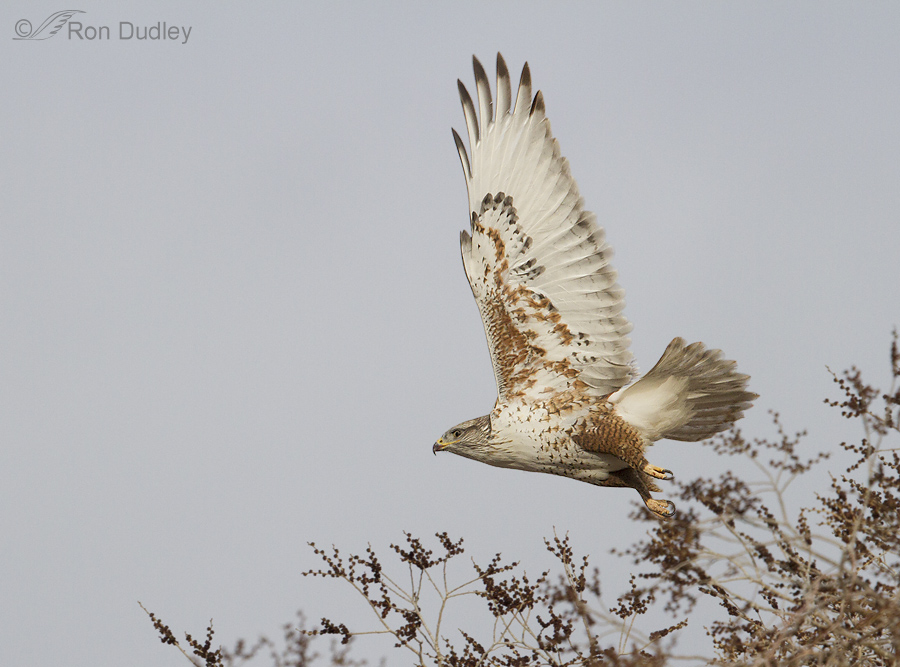 ferruginous hawk 6792 ron dudley