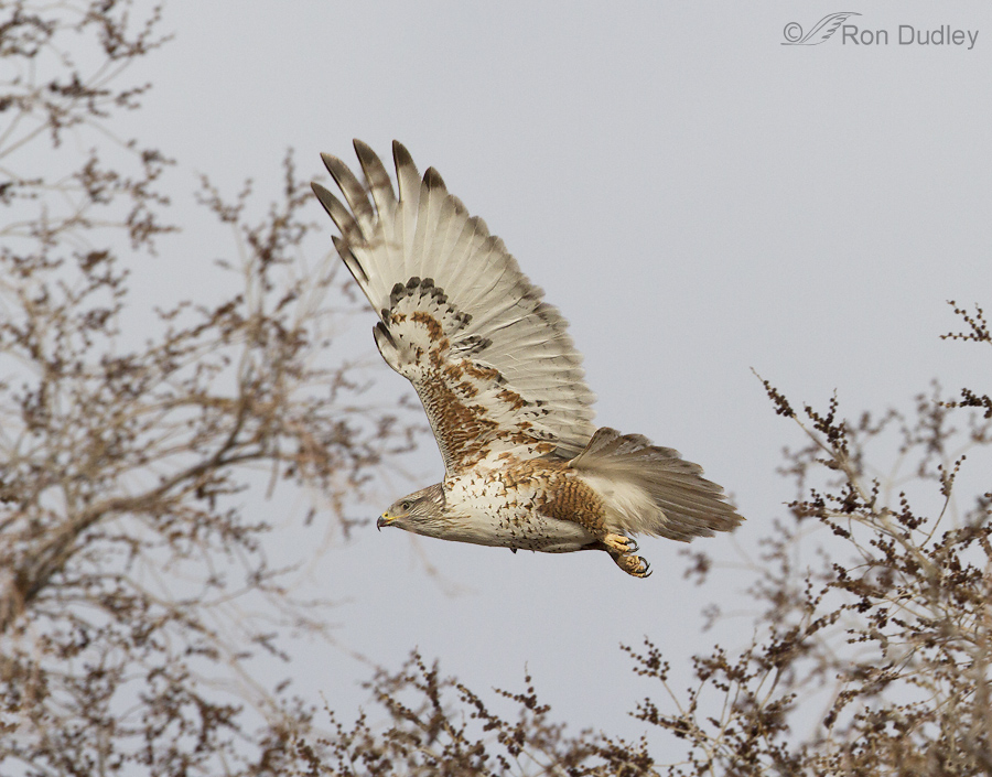 ferruginous hawk 6794 ron dudley