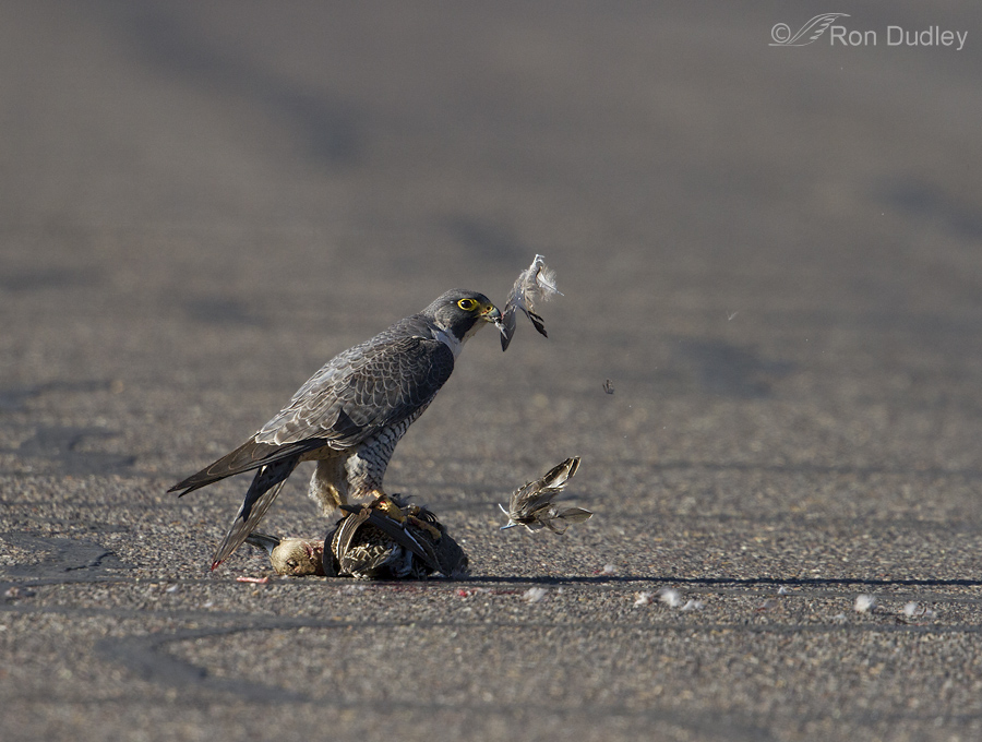 peregrine falcon 7518 ron dudley