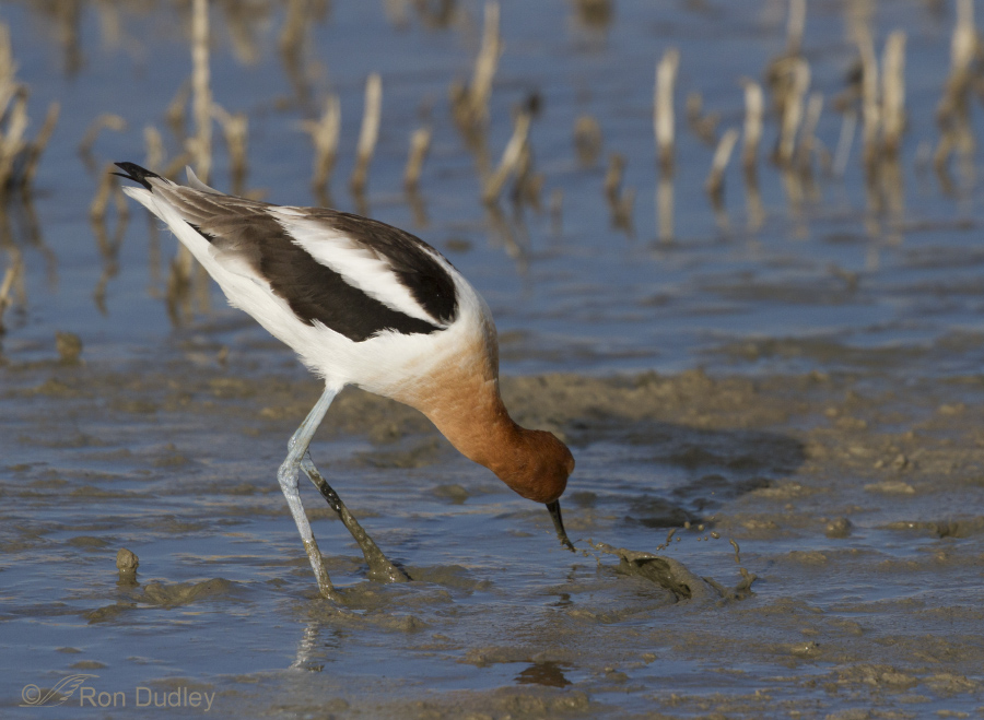 american avocet 3389 ron dudley