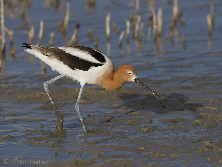 american avocet 3402 ron dudley