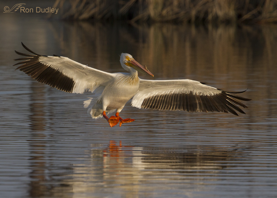 american white pelican 5228 ron dudley