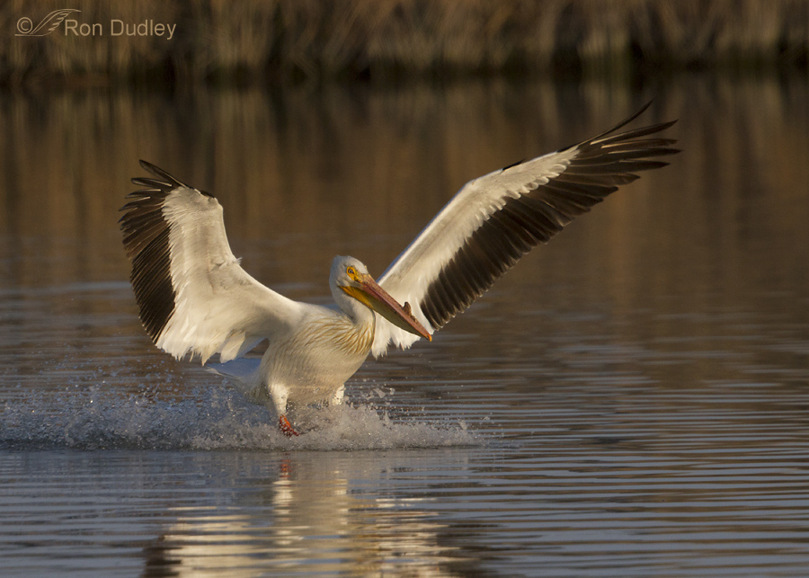 american white pelican 5233 ron dudley